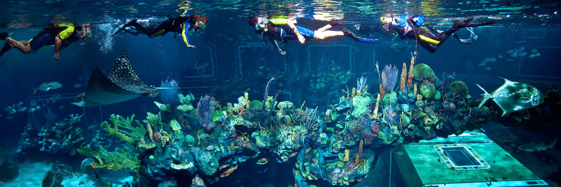 snorkelers